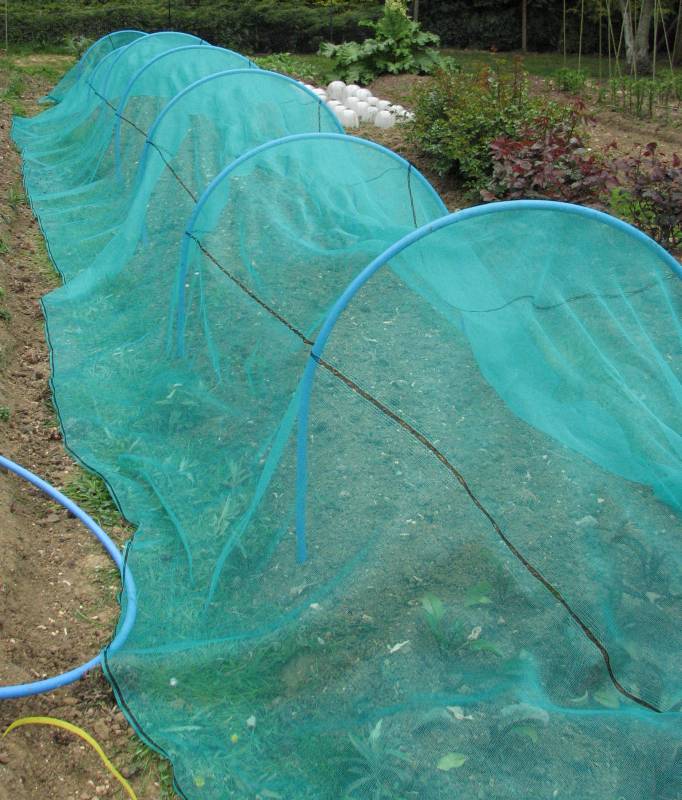 Brassica Netting - Net Placed over Pipes