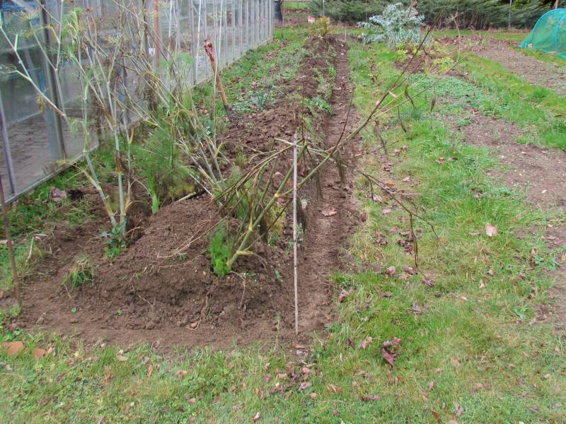 Raised Beds - Before