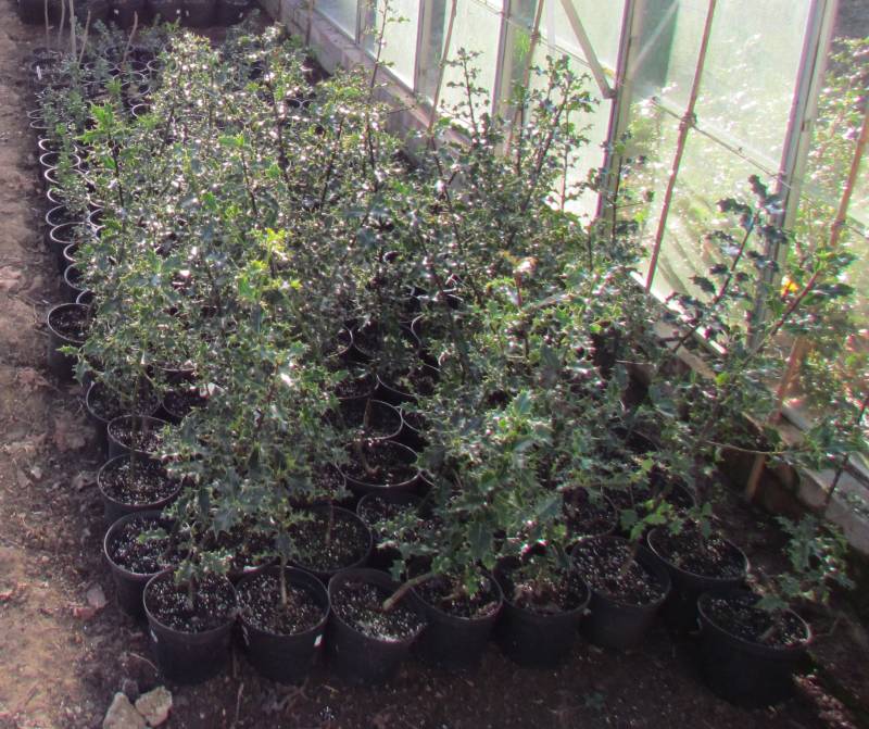 Holly Plants - Dec 2012