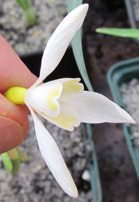 Galanthus Unknown Yellow