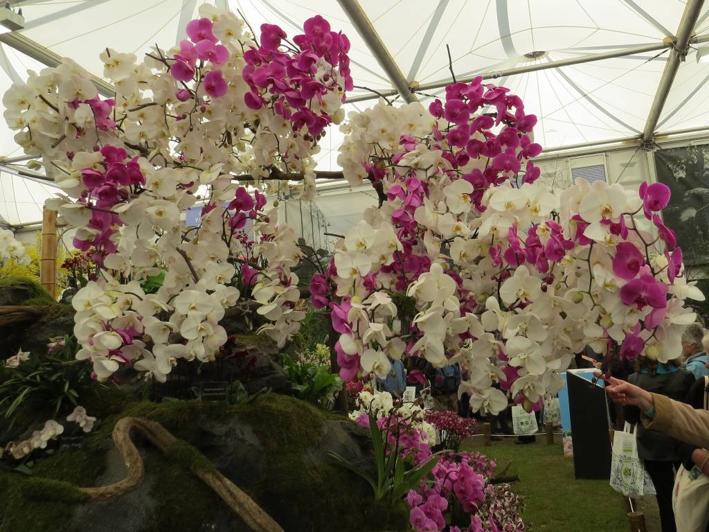Orchids Zoom