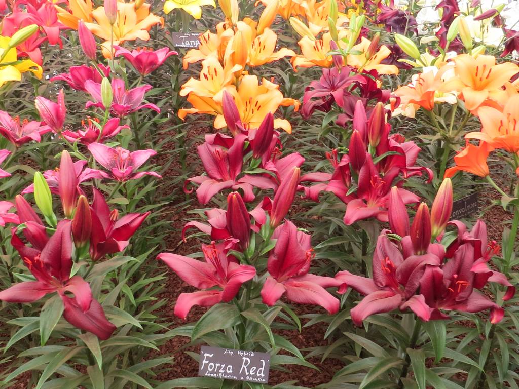 Lilium Forza Red Zoom