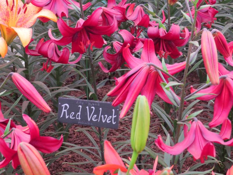 Lilium Red Velvet
