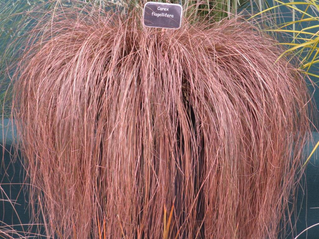 Carex Flagellifera Zoom